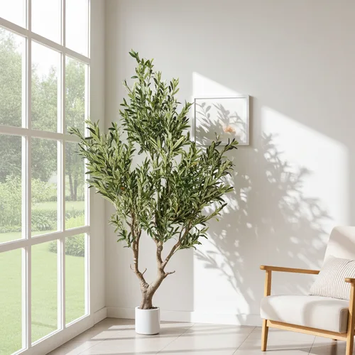 עץ זית רחב גובה 210 ס"מ בכלי