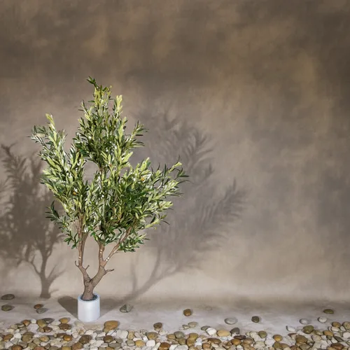 עץ זית רחב גובה 210 ס"מ בכלי